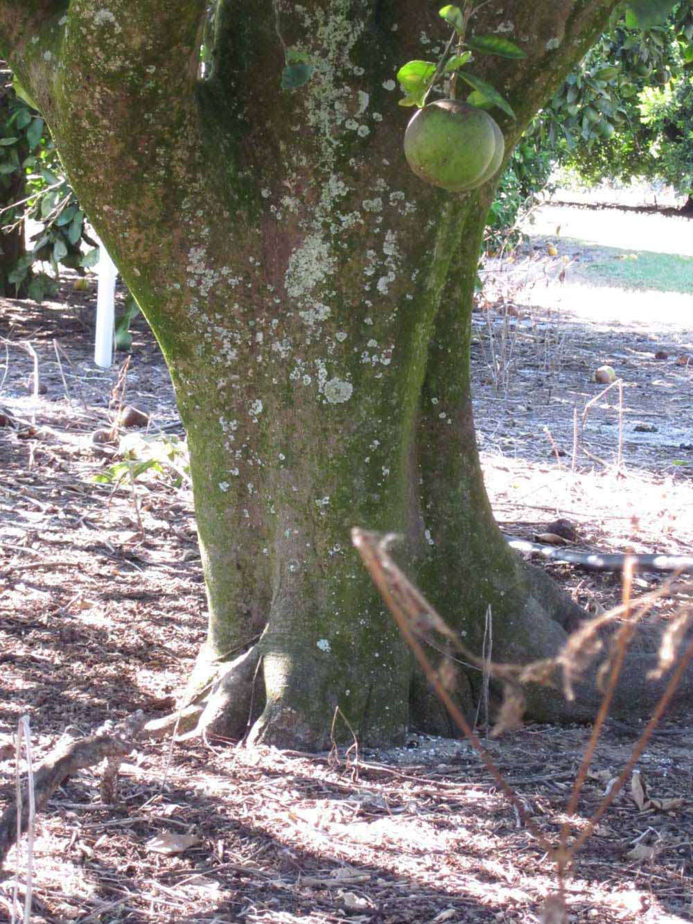            Bark (Winter Haven, FL)      